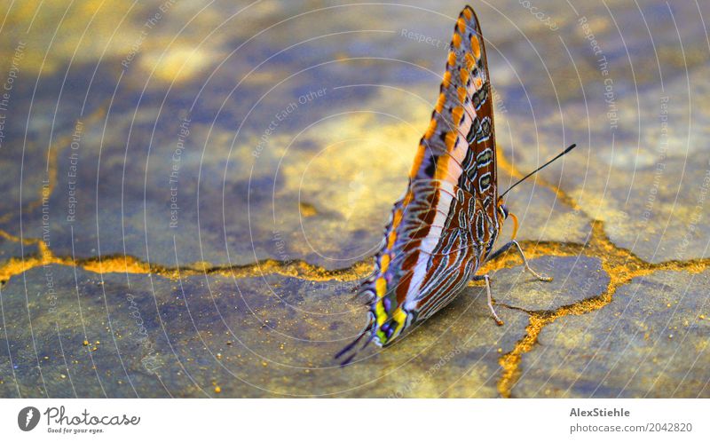 Schmetterling Umwelt Natur Erde Luft Himmel Frühling Sommer Wärme Garten Park Wiese Wald Urwald Felsen Tier Wildtier Käfer Flügel 1 Stein Sand Beton Gold Rost