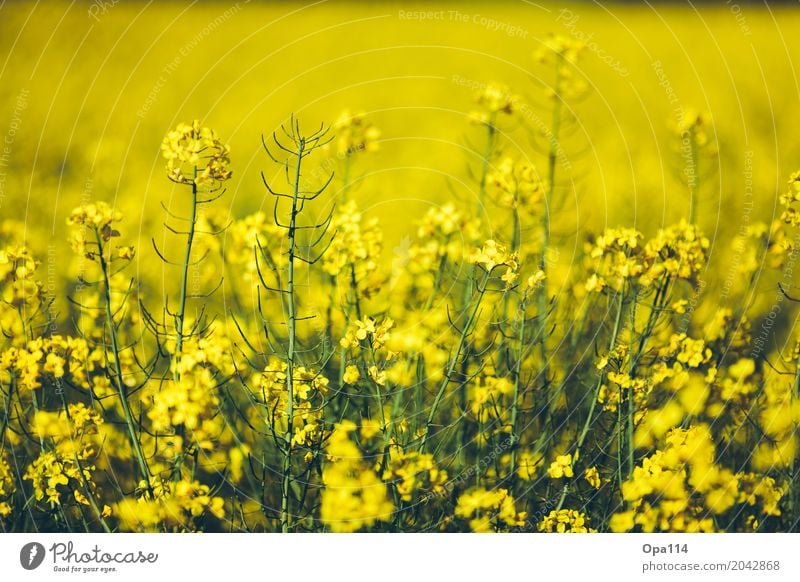 Rapsody Umwelt Natur Pflanze Frühling Sommer Wetter Schönes Wetter Sträucher Blatt Blüte Grünpflanze Nutzpflanze Feld Blühend Wachstum gelb gold grün Duft "Raps