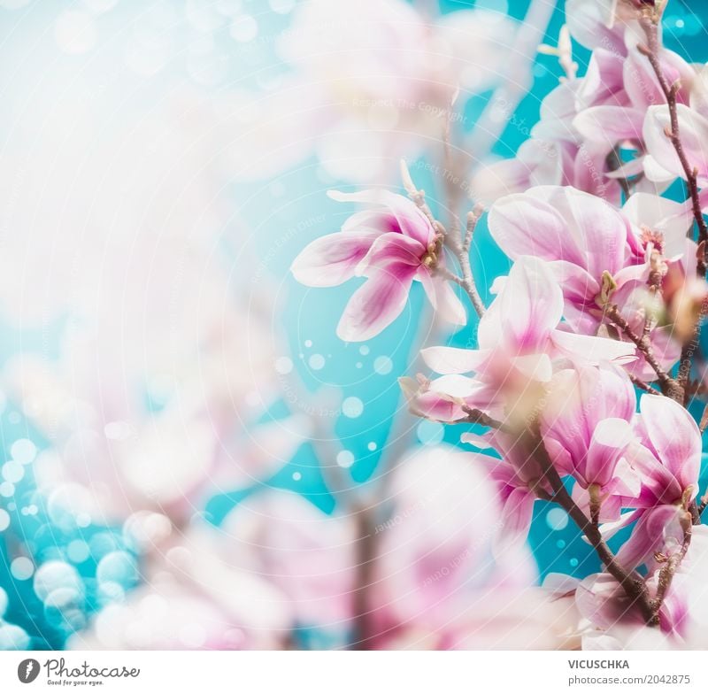 Magnolie Blüten Design Sommer Garten Natur Landschaft Pflanze Frühling Blatt Park Blühend weich rosa Magnoliengewächse Blauer Himmel Blütenknospen Unschärfe