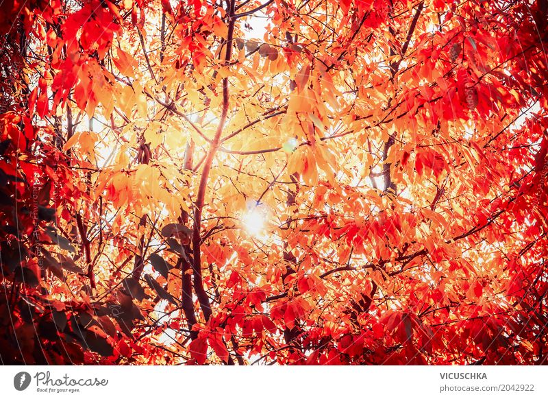 Sonniges Herbstlaub Ferien & Urlaub & Reisen Natur Sonnenlicht Schönes Wetter Pflanze Baum Blatt Garten Park Wald gelb Design rot Laubbaum Oktober Farbfoto