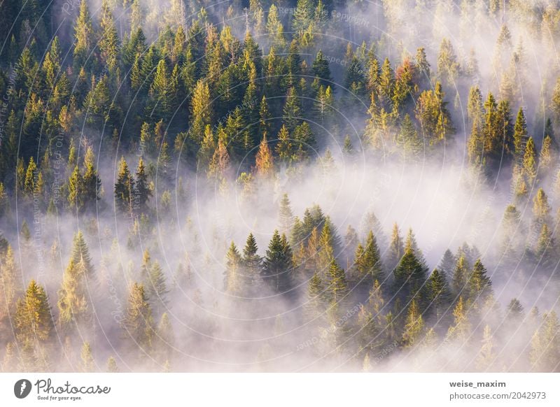 Nadelwald im Nebel, Misty Pine Woodland Design Ferien & Urlaub & Reisen Ferne Freiheit Expedition Sommer Berge u. Gebirge wandern Dekoration & Verzierung Tapete