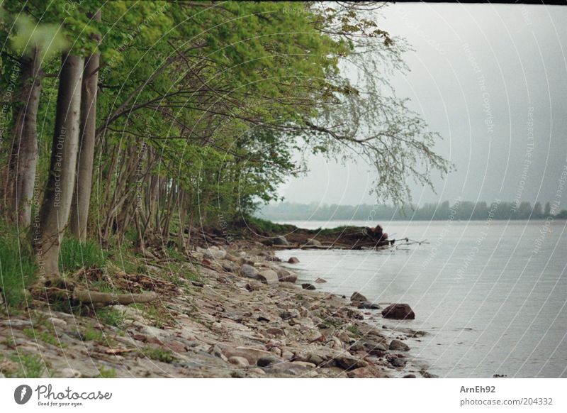 steinig Natur Pflanze Wasser Himmel Wolken Baum Gras Strand Ostsee braun grau grün Farbfoto Außenaufnahme Menschenleer Tag bedeckt