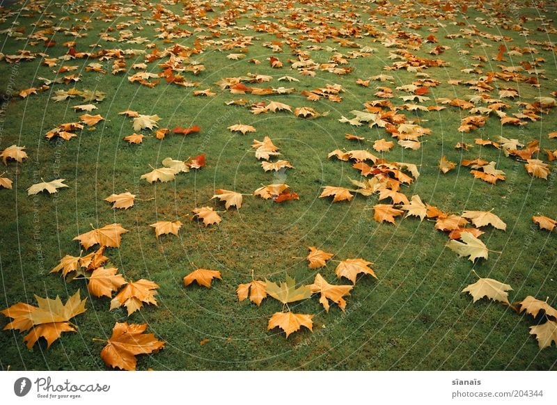 blattgold Umwelt Natur Pflanze Herbst Klima Gras Park Wiese trist unten gelb grün Vergänglichkeit Blatt Herbstlaub herbstlich Ahorn Klimawandel welk verblüht