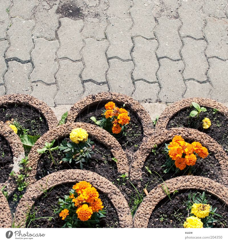 Balkonien Garten Dekoration & Verzierung Pflanze Blume Blüte Grünpflanze Topfpflanze Platz Terrasse Wege & Pfade Stein Beton Blühend Wachstum einfach nachhaltig