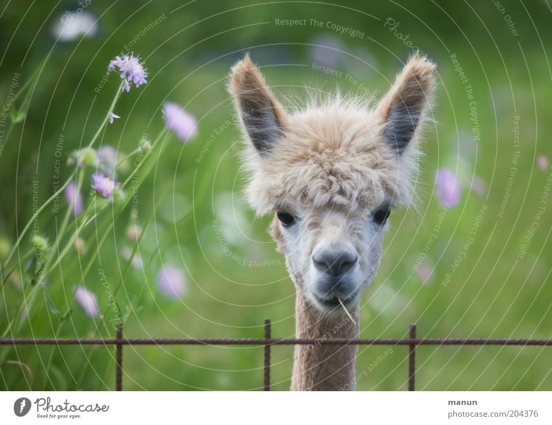 Hallo Nachbar! Wiese Fell Haare & Frisuren Tier Nutztier Alpaka Lama beobachten hören Blick warten Coolness schön Neugier niedlich Wachsamkeit Leben