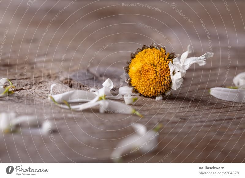 Verblüht Pflanze Blume Blüte Gänseblümchen alt kaputt braun gelb weiß Gefühle Traurigkeit Ende Enttäuschung Leben Trauer Farbfoto Gedeckte Farben Innenaufnahme