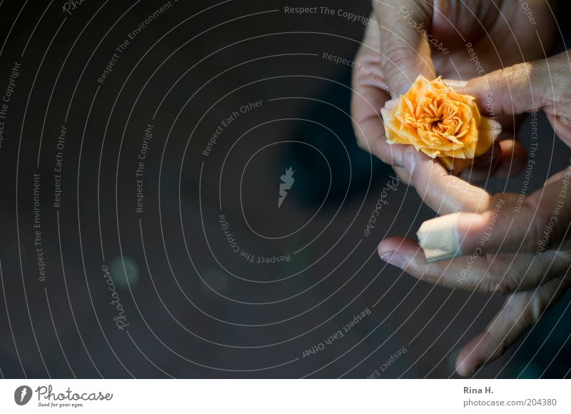 Trost Mann Erwachsene Leben Hand Finger Pflanze Rose alt festhalten authentisch gelb Gefühle Hoffnung Glaube Heftpflaster trösten Farbfoto Außenaufnahme