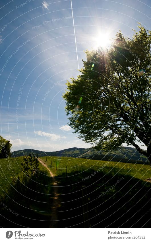 sunny afternoon Umwelt Natur Landschaft Pflanze Himmel Wolken Sonne Sommer Klima Baum Park Hügel Berge u. Gebirge Wiese Wege & Pfade schön beschaulich leuchten