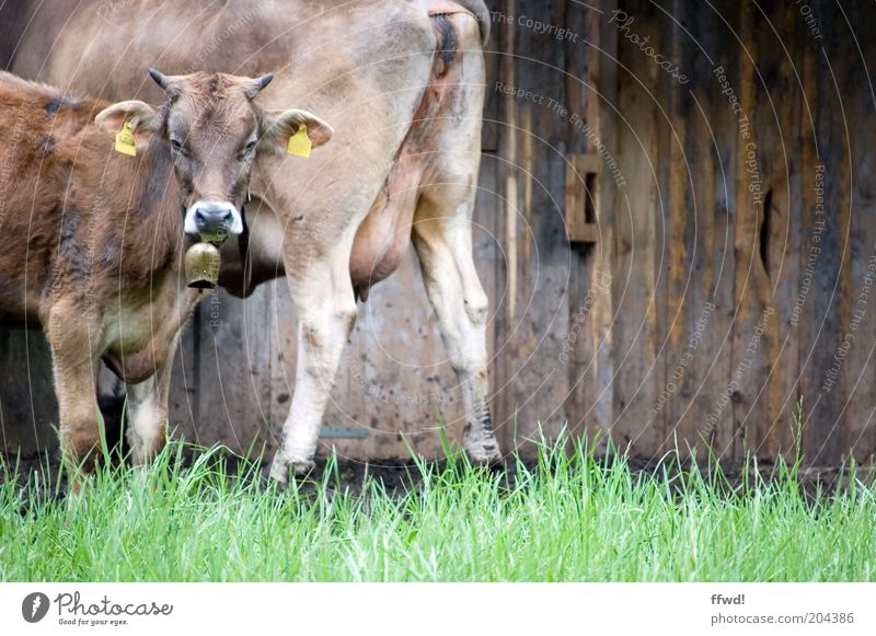 Braunvieh Tier Gras Wiese Alpen Hütte Tor Scheune Stall Mauer Wand Fassade Nutztier Kuh Kalb Rind 2 Tierjunges Tierfamilie beobachten Blick Neugier Geborgenheit