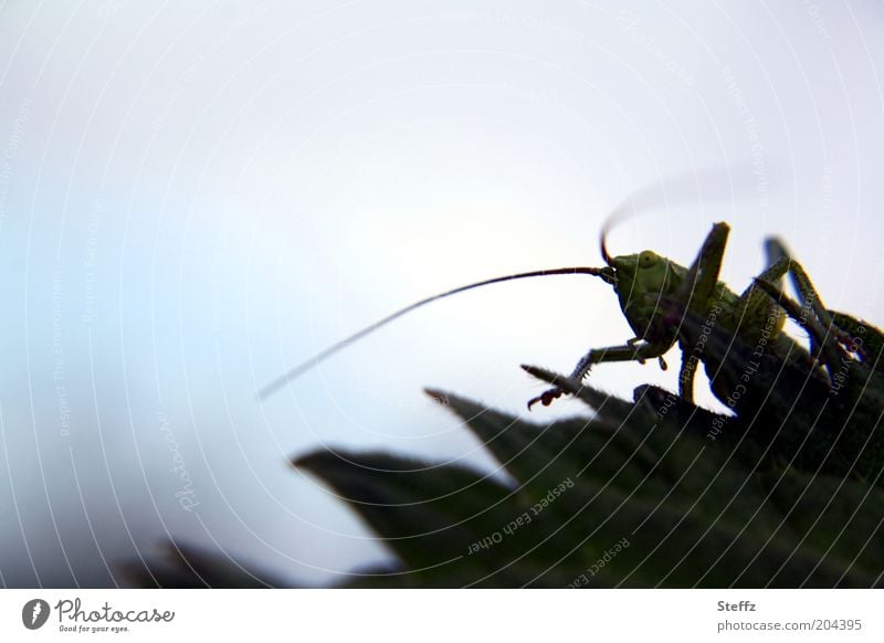 geheimnisvolle Heuschrecke Grashüpfer Langfühlerschrecke Feldheuschrecken Silhouette Steppengrashüpfer getarnt anders gefräßig Schattendasein Schattenseite