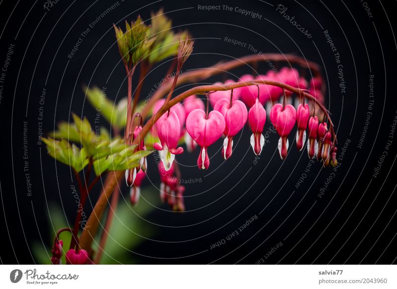 Herz an Herz Valentinstag Muttertag Natur Pflanze Frühling Blume Blüte Tränendes Herz Garten berühren Blühend Duft hängen ästhetisch Glück positiv schön grün