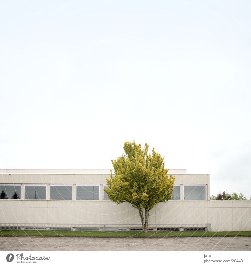 baum & beton Dienstleistungsgewerbe Unternehmen Himmel Baum Haus Bauwerk Gebäude Architektur Fassade Fenster blau grau grün puristisch Flachdach Farbfoto