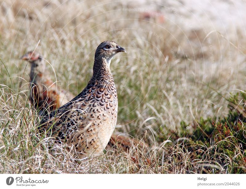 im Dünengras ... Umwelt Natur Landschaft Pflanze Tier Sommer Schönes Wetter Gras Insel Spiekeroog Wildtier Vogel Fasan 2 Tierjunges beobachten Blick stehen