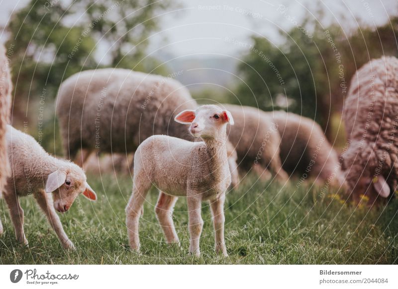 . Natur Gras Wiese Weide Tier Nutztier Schaf Lamm Osterlamm Tiergruppe Herde Tierjunges Beginn rein Landleben Bauernhof Landwirtschaft Ostern Farbfoto