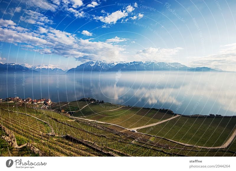 Natur IV Berge u. Gebirge Seeufer Unendlichkeit Lausanne Schweiz Alpen Genfer See Lac Lèmon Weinberg Weitwinkel Panorama (Aussicht) Gebirgssee Farbfoto