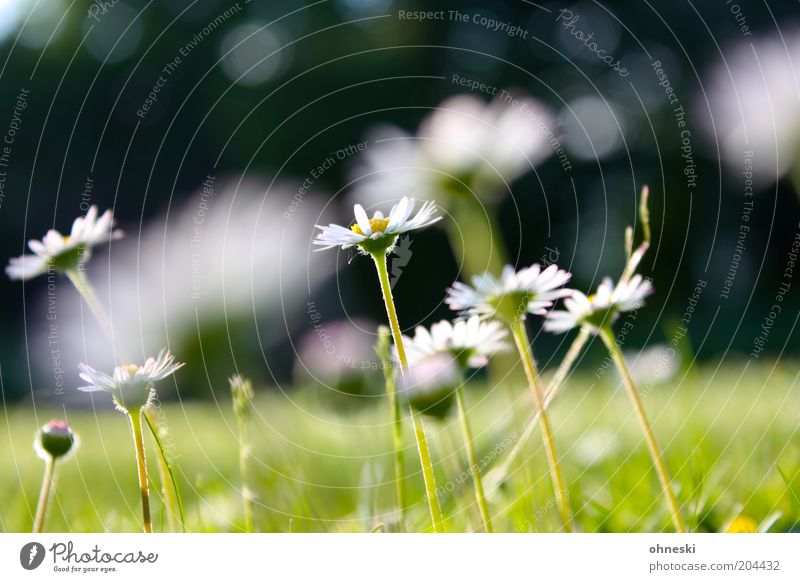 Daisy Natur Pflanze Sommer Blume Gras Blüte Gänseblümchen grün Farbfoto Außenaufnahme Tag Unschärfe Schwache Tiefenschärfe Nahaufnahme Stengel Blütenstiel