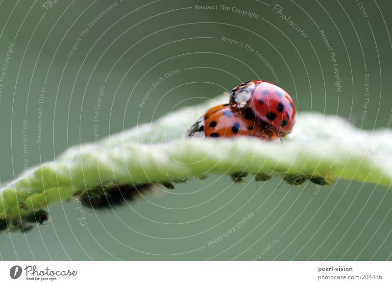 Blattleben Käfer krabbeln Zusammensein oben Verbundenheit Natur Farbfoto Außenaufnahme Makroaufnahme Marienkäfer Fortpflanzung Blattläuse Tierpaar Tag