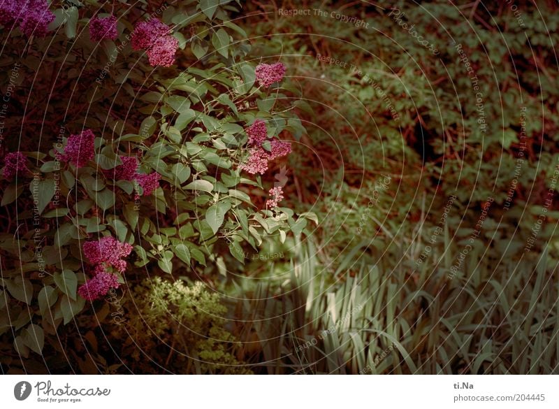 Abendrestelicht Umwelt Natur Landschaft Pflanze Sträucher Blatt Blüte Fliederbusch Garten Blühend Duft Wachstum schön Farbfoto Außenaufnahme Dämmerung