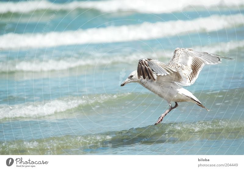 Wasserlandung Tier Wildtier Vogel Flügel 1 fliegen blau braun weiß Freiheit Möwe Wellen wild Natur Textfreiraum links Nordsee Brandung Außenaufnahme