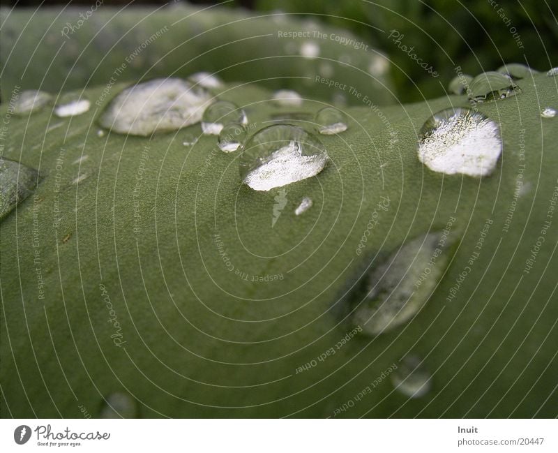 Tropfen Wassertropfen Bruch Blatt Nahaufnahme Makroaufnahme