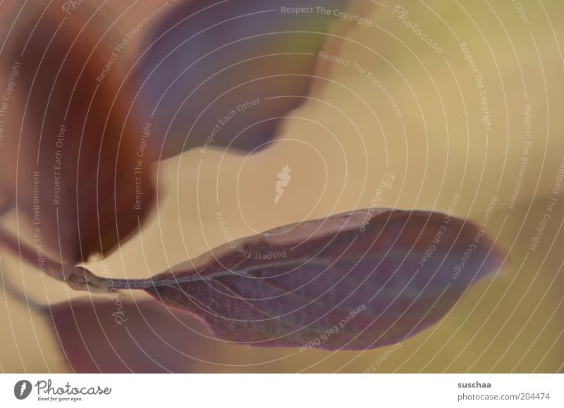 blattwerk .. Umwelt Natur Herbst Pflanze ästhetisch weich authentisch Blatt Gedeckte Farben Nahaufnahme Detailaufnahme Unschärfe Schwache Tiefenschärfe