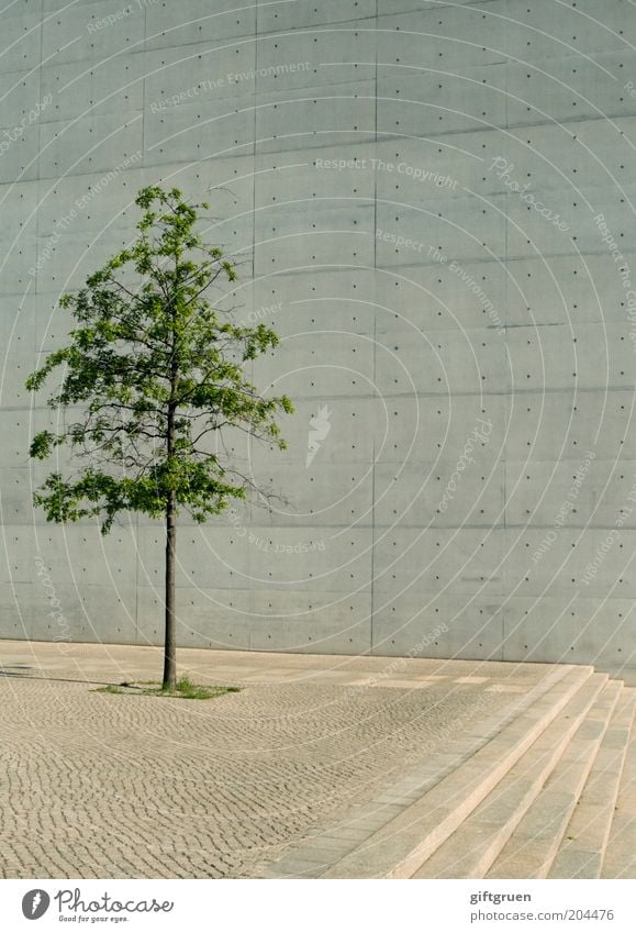 city slicker Stadt Menschenleer Gebäude Architektur Mauer Wand Treppe Fassade einfach modern skurril Baum allein Großstadt-Pflanze Beton Betonwand Einsamkeit