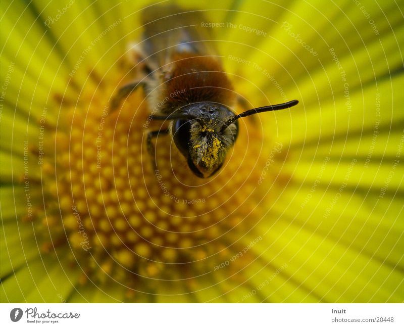 Blick Blume Blüte Pollen Insekt Biene gelb