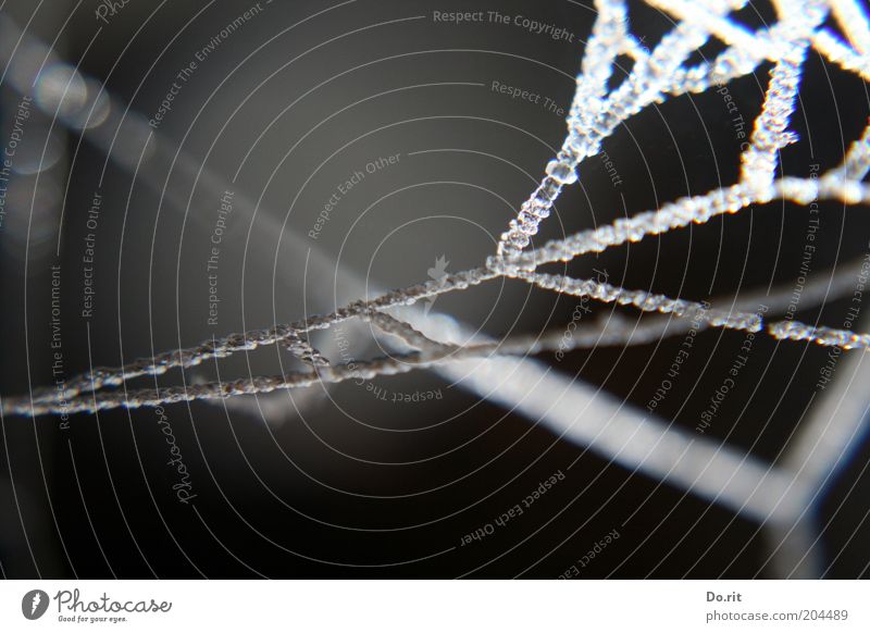 immer etwas verwirrend - so´n neues update... Natur Wassertropfen Winter Regen Eis Frost kalt grau dunkel Spinnennetz Netzwerk Vernetzung Reflexion & Spiegelung
