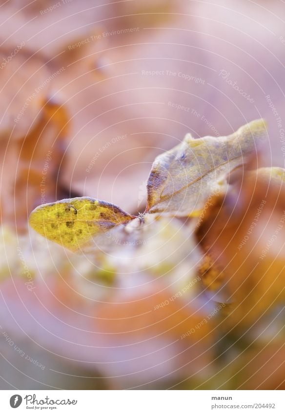 Mädchenherbst Natur Herbst Blatt Herbstlaub herbstlich Herbstfärbung gelb rosa Vergänglichkeit Wandel & Veränderung Farbfoto Nahaufnahme Detailaufnahme