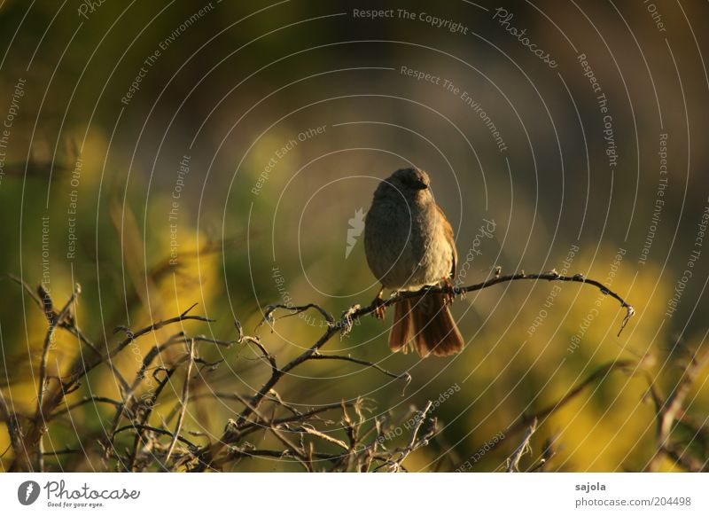 piepmatz in der dämmerung Umwelt Natur Tier Wildtier Vogel 1 sitzen warten Stimmung Abenddämmerung Farbfoto Außenaufnahme Dämmerung Licht Schatten Sonnenlicht