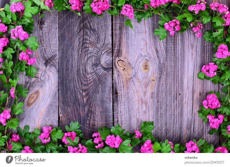 Rosafarbene blühende Weißdornzweige Dekoration & Verzierung Valentinstag Muttertag Hochzeit Geburtstag Blume Blatt Blumenstrauß Holz frisch hell grau grün rosa