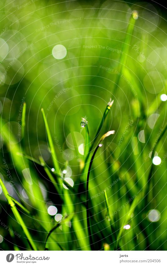 green day Umwelt Natur Wassertropfen Frühling Sommer Pflanze Gras frisch natürlich grün Tau Farbfoto Außenaufnahme Nahaufnahme Detailaufnahme Menschenleer