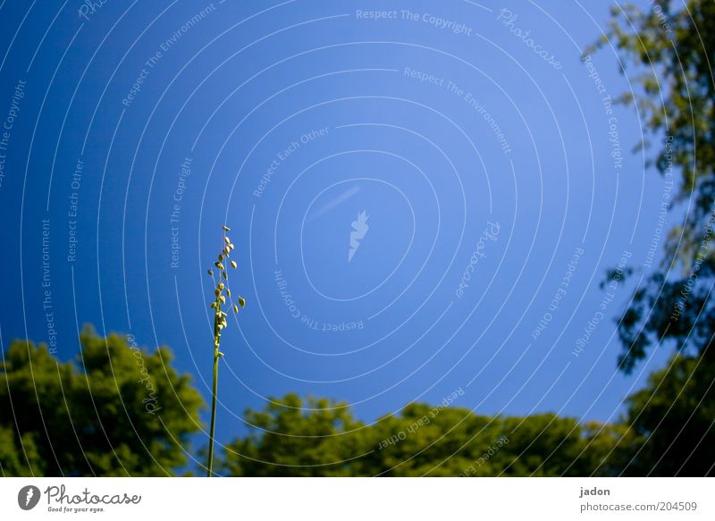 es darf gezittert werden. Natur Pflanze Gras blau Zittergras Außenaufnahme Textfreiraum oben Tag Wolkenloser Himmel Blauer Himmel Schönes Wetter Halm einzeln 1