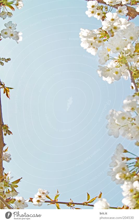 Frühlingsgrüße 5 Pflanze Luft Schönes Wetter Blüte blau Kirsche Kirschbaum Kirschblüten Blühend Frühlingstag weiß Himmel duftig zart schön Farbfoto