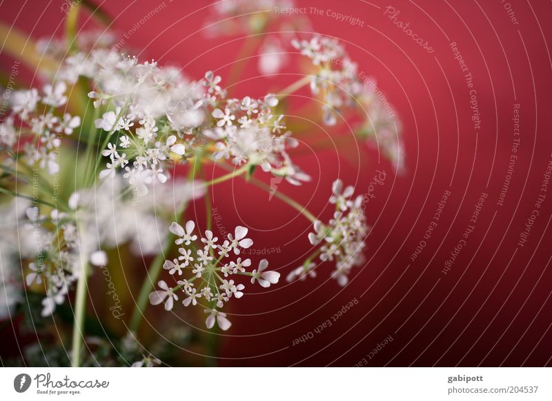 rot-weiß Natur Pflanze Gras Sträucher Blüte Nutzpflanze Wildpflanze schön Leben Duft mehrfarbig Innenaufnahme Nahaufnahme Menschenleer Tag Sonnenlicht