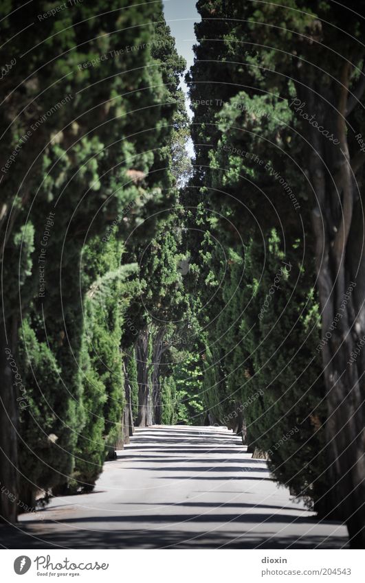 Friedhof der Vergnügungen Umwelt Natur Pflanze Sommer Baum Zypresse Menschenleer Wege & Pfade Allee Wachstum hoch lang ruhig Vergänglichkeit Farbfoto