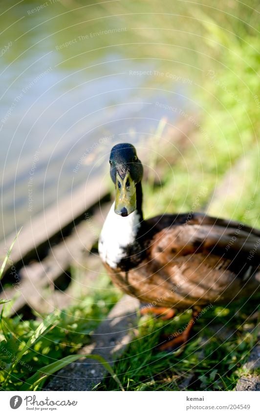 Ein Erpel (I) Umwelt Natur Tier Wasser Sonnenlicht Frühling Sommer Teich See Wildtier Tiergesicht Ente Schnabel Feder 1 beobachten Blick nass Neugier niedlich