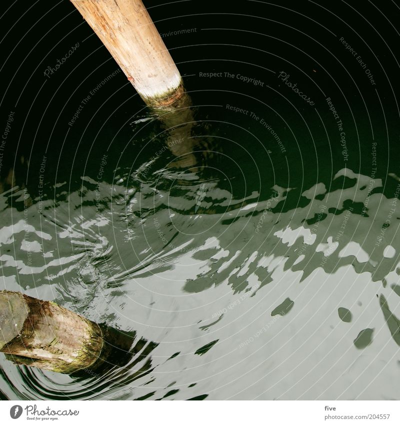 zwischen den pfosten Umwelt Natur Wasser See nass Pfosten Baumstamm Holz Farbfoto Außenaufnahme Tag Licht Reflexion & Spiegelung Vogelperspektive Poller