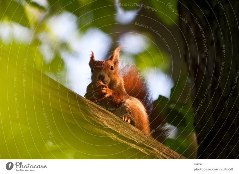 Studentenfutter Umwelt Natur Pflanze Tier Baum Fell Wildtier Eichhörnchen Nagetiere 1 Fressen sitzen klein natürlich niedlich grün rot Walnuss Nuss Tiergesicht