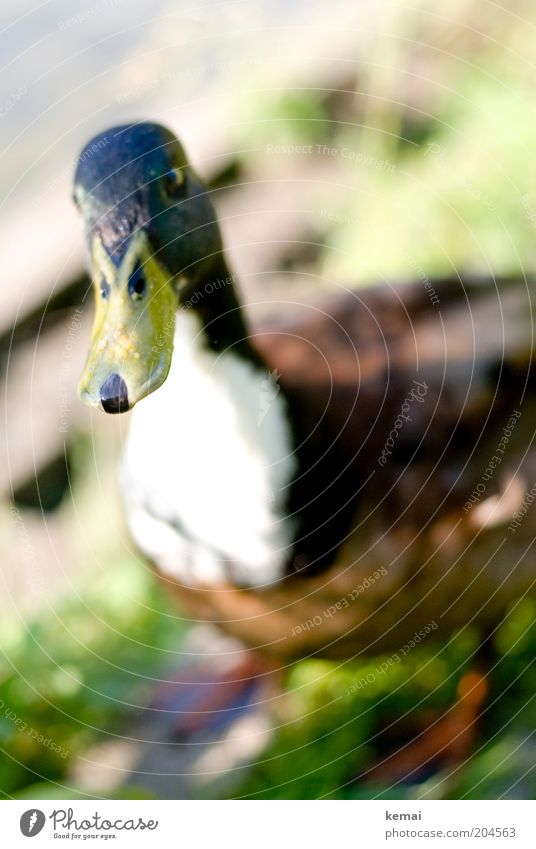 Ein Erpel (II) Umwelt Natur Tier Sonnenlicht Wildtier Vogel Tiergesicht Ente Schnabel 1 Blick nah nass Neugier niedlich Sympathie Tierliebe Interesse Farbfoto