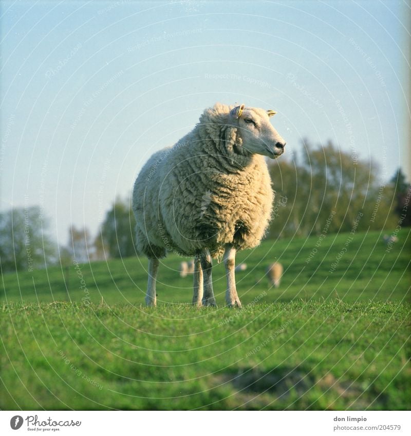 Schaf Natur Sommer Schönes Wetter Gras Wiese Hügel Schafswolle Tier Nutztier Tiergesicht Fell Tiergruppe Herde Fressen Schafherde Landschaft Landwirtschaft