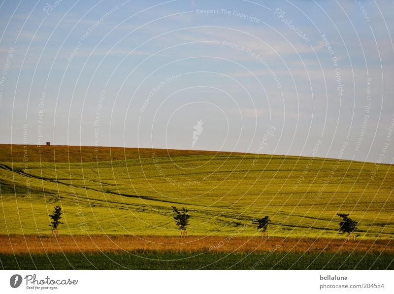 ... und es ist Sommer! Umwelt Natur Landschaft Pflanze Luft Himmel Wolken Horizont Sonnenlicht Klima Wetter Schönes Wetter Wärme Nutzpflanze Feld blau braun