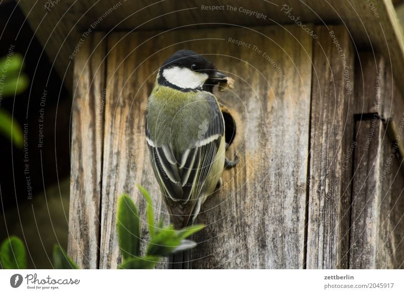 Meise ohne Zweig Kohlmeise Paridae Abheben Landen Brutpflege Gelege Eltern Frühling füttern Garten Haus Meisen Nistkasten Tierpaar Futterhäuschen vogelkasten