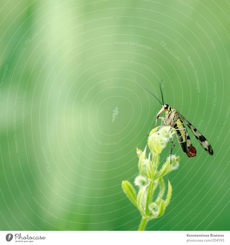 Gemeine Skorpionsfliege Pflanze Blüte Wildpflanze Tier Wildtier Insekt Fluginsekt 1 sitzen gelb grün schwarz Natur Farbfoto Außenaufnahme Makroaufnahme