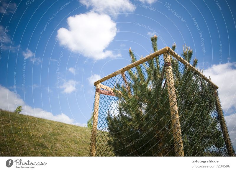 Weihnachtsbaum-Einzelhaft Himmel Wolken Schönes Wetter Baum Gras Nadelbaum Tanne Fichte Zaun Zaunpfahl Schutzgitter Schutzzaun Gitter Gitternetz Einzelzelle