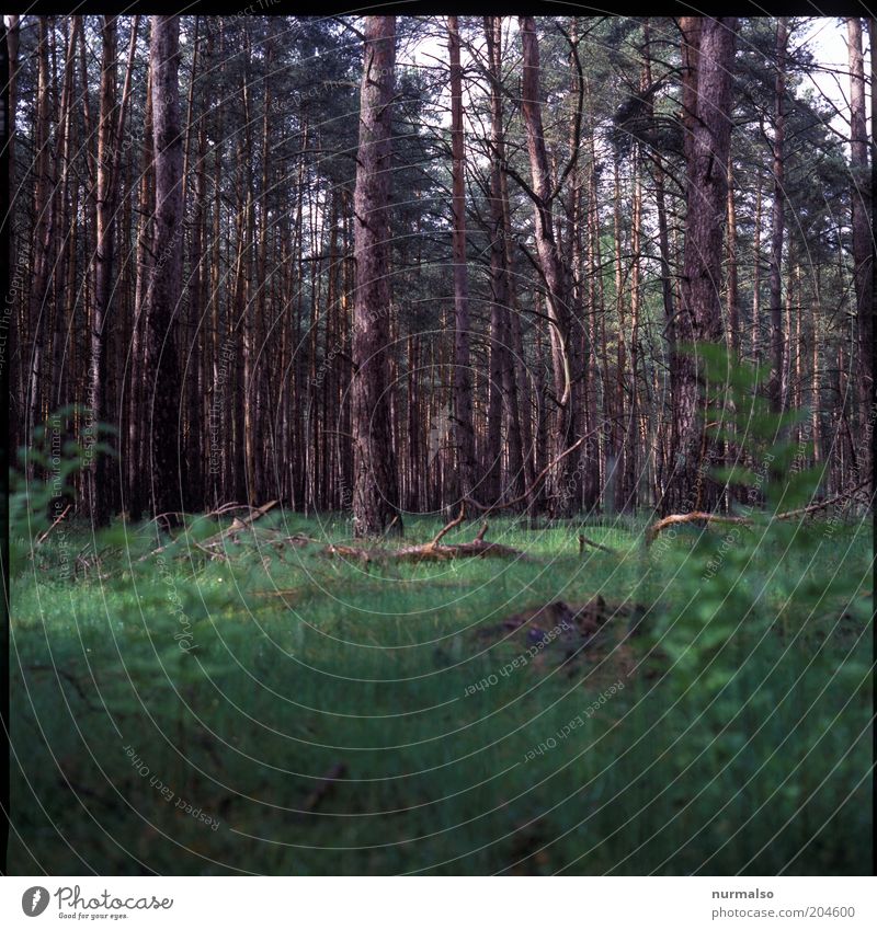 Morgen im Wald Erholung ruhig Duft Freizeit & Hobby Ferien & Urlaub & Reisen Ausflug Natur Pflanze Baum authentisch gut natürlich Baumstamm Forstwirtschaft