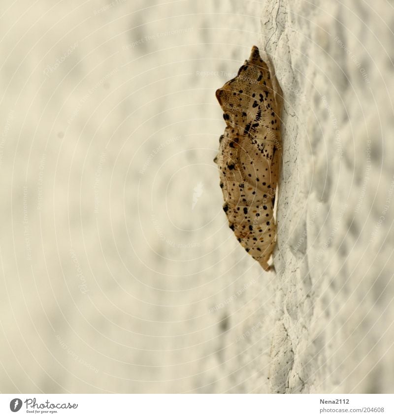 Ausgezogen Natur Schmetterling 1 Tier klein Kokon Farbfoto Außenaufnahme Nahaufnahme Detailaufnahme Makroaufnahme Menschenleer Tag Raupe Hülle Metamorphose