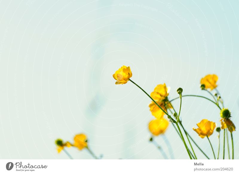 geblümt Umwelt Natur Pflanze Frühling Sommer Blume Blüte Hahnenfuß Blühend Wachstum frisch hell schön natürlich blau gelb Duft Farbfoto mehrfarbig Außenaufnahme