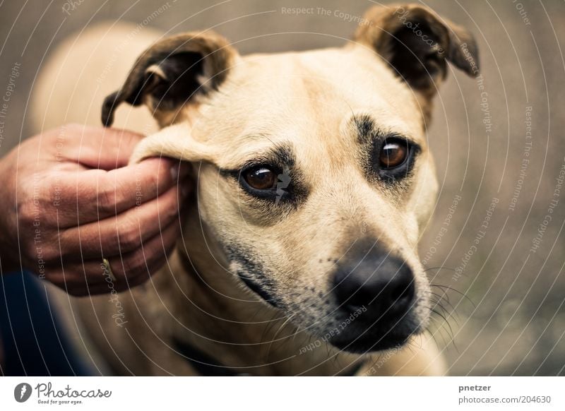 Pullover Freizeit & Hobby Spielen Hand Tier Haustier Hund Tiergesicht 1 berühren Blick außergewöhnlich Freundlichkeit einzigartig kuschlig natürlich positiv