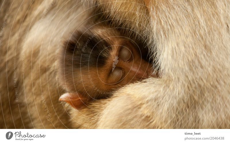 Mutterliebe Tier Tiergesicht Fell Zoo Affen 2 Tierjunges Tierfamilie Gefühle Stimmung Vertrauen Sicherheit Schutz Geborgenheit Warmherzigkeit Zusammensein Liebe